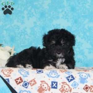 Checkers, Maltipoo Puppy